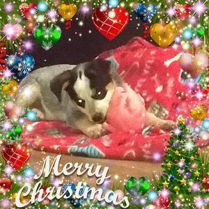 Meet your Posher, Penny